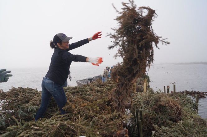 Christmas trees for the marsh